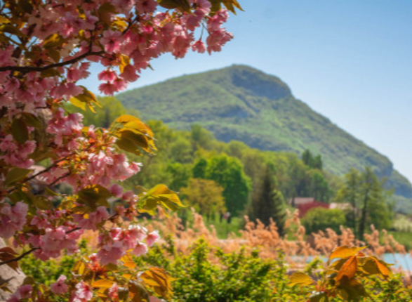 Collection nationale de cerisiers à fleurs d'asie